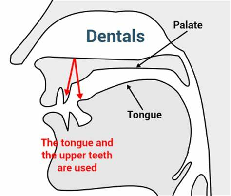 D language. Dental consonants. Dental Sounds. Dental English Sounds. Articulation of Sounds /t/ and /d/.